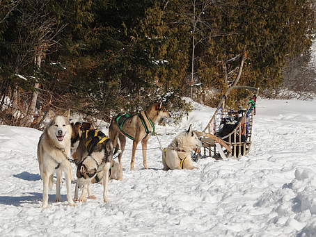 Pourvoire du Lac Blanc - Traîneau à chiens